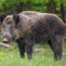 Wild boar