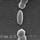 Bacteria described in 1951