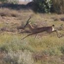 Biota of Sindh