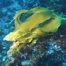 Biota of the Mediterranean Sea