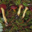 Fungi described in 1939