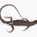 Taxa named by Alison M. Hamilton