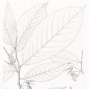 Taxa named by Arthur Wallis Exell