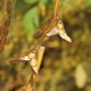 Taxa named by Elmer Drew Merrill