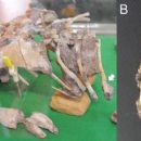Mesozoic South Korea