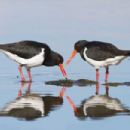 Estuaries of Tasmania