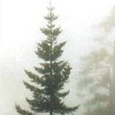 Flora of the Central American montane forests