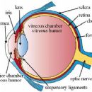 Ophthalmic drug administration
