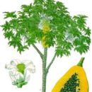 Flora of Dominica