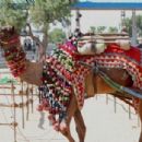 Fairs in India