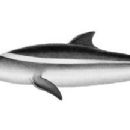 Taxa named by Alcide d'Orbigny