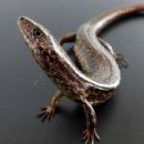 Taxa named by David G. Chapple