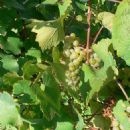 Slovenian wine