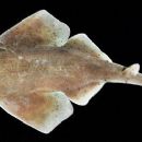Taxa named by David Ross Robertson