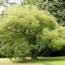 Styphnolobium japonicum