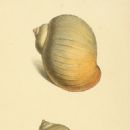 Molluscs described in 1805
