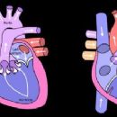 Congenital disorders of circulatory system