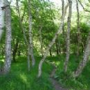 English royal forests