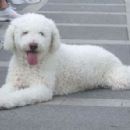 Cantabrian Water Dog