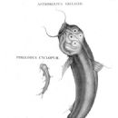 Fish described in 1805