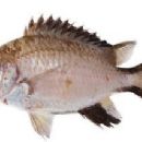 Taxa named by Claudia R. Rocha