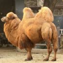 Bactrian camel