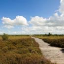 Prehistoric wooden trackways in Europe