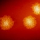 Bacteria described in 1935