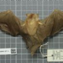 Bats of the Caribbean