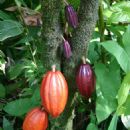 Cocoa bean