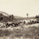 Ox-wagon