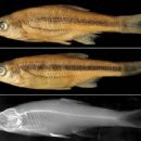 Taxa named by Alexander Mikhailovich Naseka