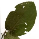 Taxa named by Auguste Chevalier