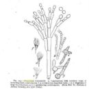 Fungi described in 1906