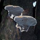 Fungi described in 1932