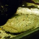 Taxa named by Francisco Mago Leccia