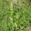 Flora of Nunavut