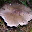 Fungi described in 1916