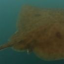 Taxa named by Choong-Hoon Jeong