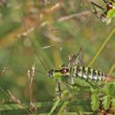 Taxa named by Franz Xaver Fieber