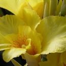 Horticulture in Germany