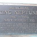 King Neptune (pig)