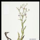 Taxa named by Alan Stuart Weakley