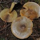 Taxa named by Calvin Henry Kauffman