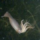 Bioluminescent molluscs