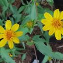 Taxa named by Hiram Wild