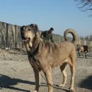 Sarabi Mastiff