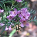 Taxa named by Edwin Cheel