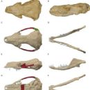 Taxa named by Ai-Lin Sun