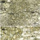 Taxa named by André Aptroot